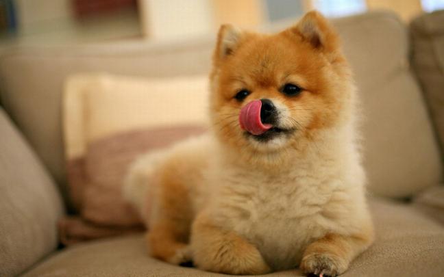 Funny Puppies Wallpapers