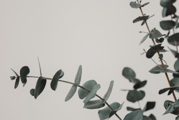 Eucalyptus Desktop Wallpaper