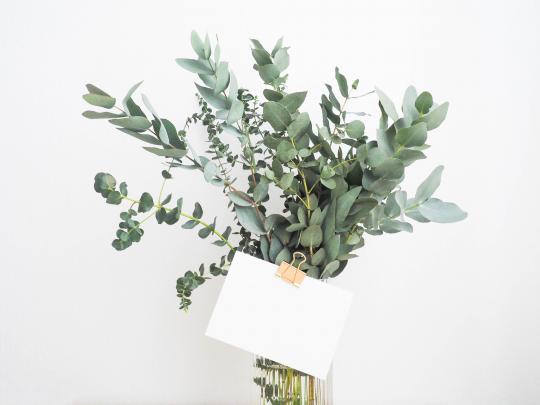 Eucalyptus Desktop Wallpapers - Top Free Eucalyptus Desktop Backgrounds 