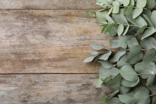 Desktop Wallpaper Eucalyptus - Seki Wallpaper