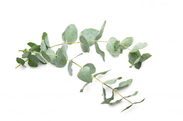 Eucalyptus: The Essential Oil of Spring Cleaning