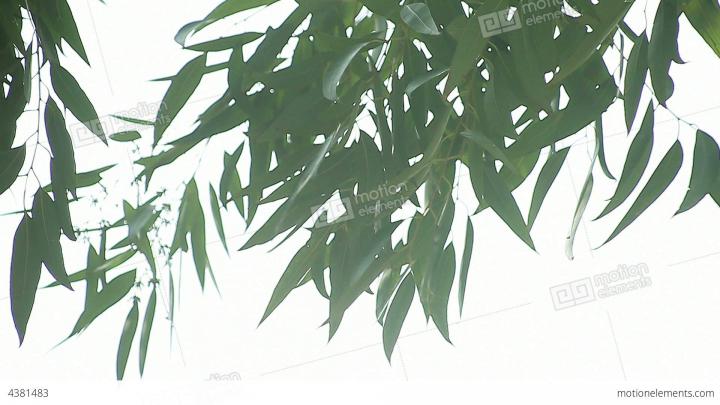 Eucalyptus Desktop Wallpapers - Top Free Eucalyptus Desktop Backgrounds 