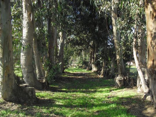 Eucalyptus Forest Wallpapers High Quality | Download Free
