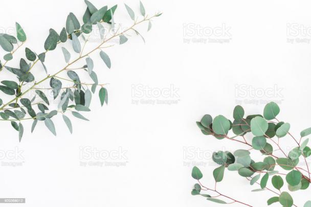 Eucalyptus Leaves On White Background Flat Lay Top View Stock Photo 