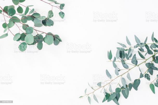 Eucalyptus Leaves On White Background Flat Lay Top View Stock Photo 