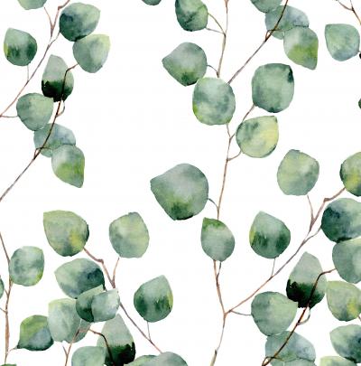 Eucalyptus Phone Wallpapers - Top Free Eucalyptus Phone Backgrounds 