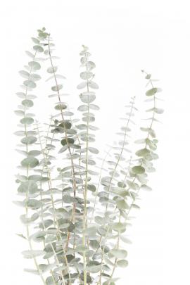 Minimal Eucalyptus Desktop Wallpaper - Cerca Wallpaper