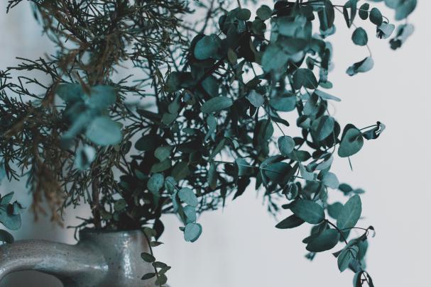 Eucalyptus Desktop Wallpapers - Top Free Eucalyptus Desktop Backgrounds 