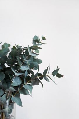 Eucalyptus Phone Wallpapers - Top Free Eucalyptus Phone Backgrounds 