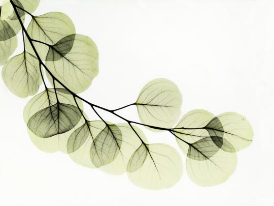 Eucalyptus - Wall Mural \u0026 Photo Wallpaper - Photowall