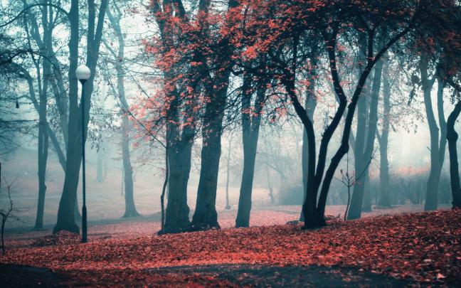 Fall Aesthetic Desktop Wallpaper