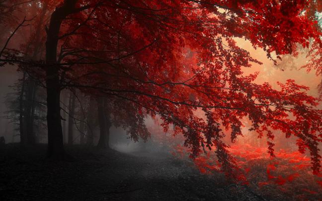 Aesthetic Fall Wallpapers - Top Free Aesthetic Fall Backgrounds 