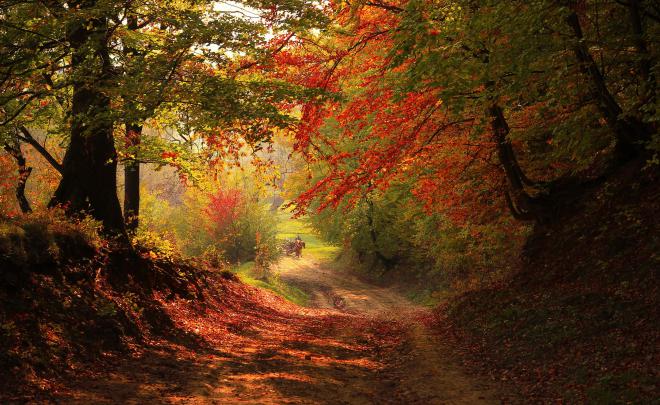 Autumn Forest Aesthetic Desktop Wallpapers