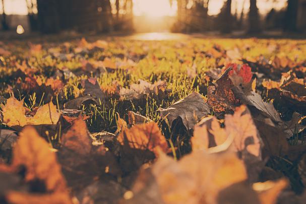 Fall Aesthetic Wallpapers - Top Free Fall Aesthetic Backgrounds 