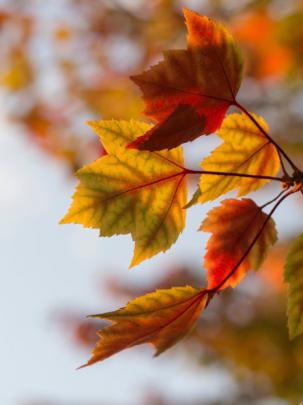 Fall Aesthetic Wallpapers for Mobile and Desktop Backgrounds 