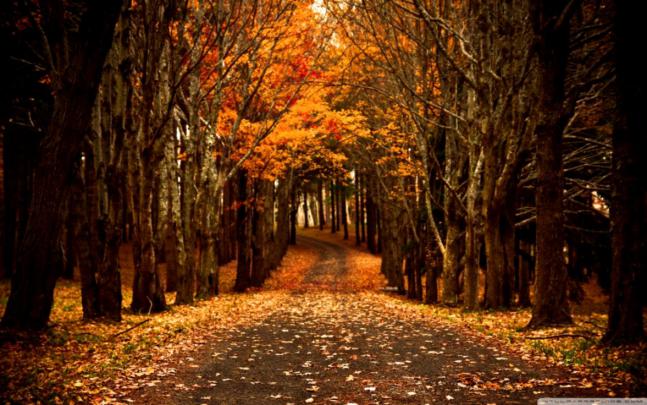 Best Fall Computer Wallpaper Hd Wallpapers - Aesthetic Wallpaper Laptop 