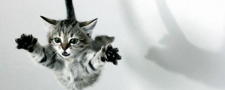 Cat Meme Dual Monitor Wallpaper