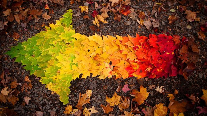 Autumn leaves arrow wallpaper | 1920x1080 | #29050