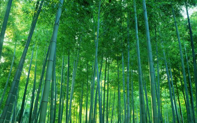 Chinese Bamboo Wallpapers - Top Free Chinese Bamboo Backgrounds 