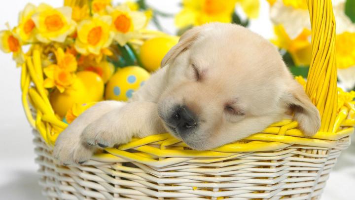 Spring Puppy Wallpaper (62+ images)