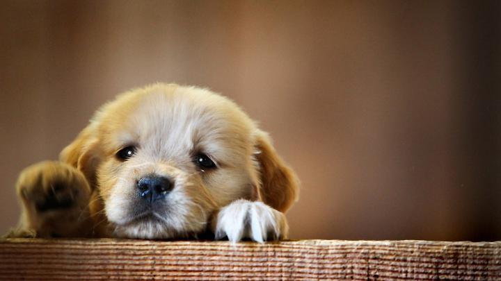 animals, Dog, Puppies Wallpapers HD \/ Desktop and Mobile Backgrounds