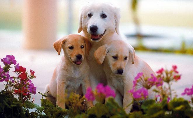 Cute Dog Puppy Image | HD Wallpapers