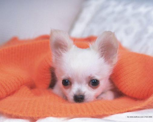 Cute Puppy Desktop Wallpapers