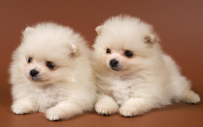 pomeranian, Dog, Dogs Wallpapers HD \/ Desktop and Mobile Backgrounds