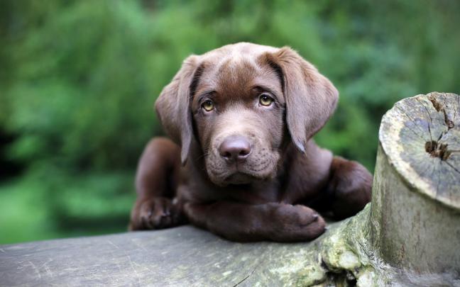 labrador puppy - HD Desktop Wallpapers