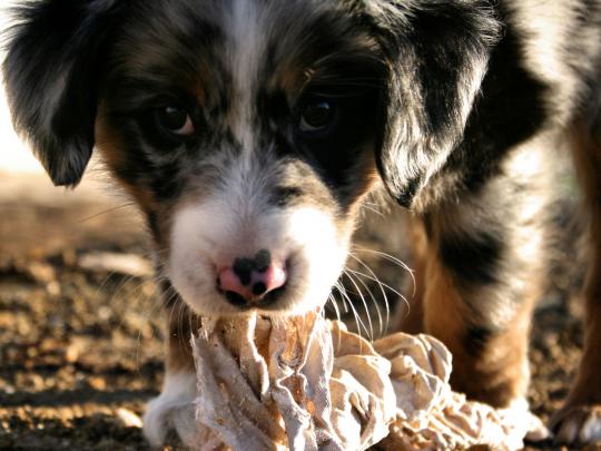 australian shepherd puppy - HD Desktop Wallpapers