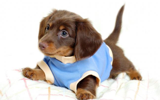 HD Cute Puppy Desktop Desktop Images Wallpaper | Download Free - 145089