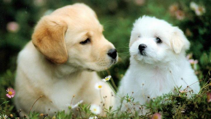 2 Lovely Dog Puppy | HD Wallpapers