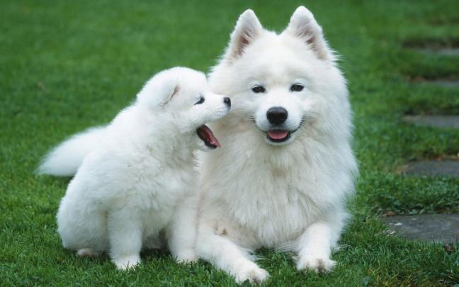 Cute Puppy Wallpapers for Desktop (58+ images)