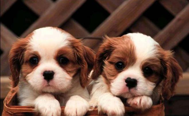 photograf: wallpaper puppies