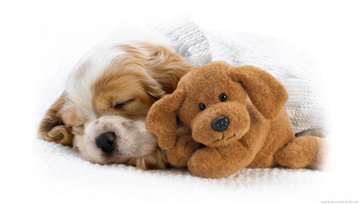 Cute Puppy Wallpapers Those Are Perfect To Make Your Mood Happy - Let 