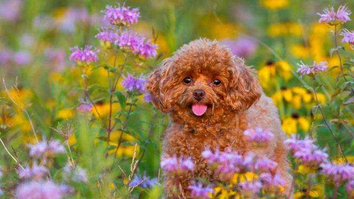 Spring Puppy Wallpaper (62+ images)
