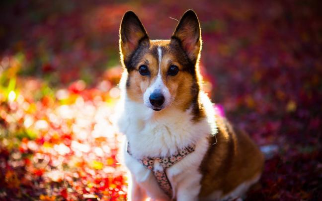 Corgi Puppy Wallpapers \u00b7\u2460 