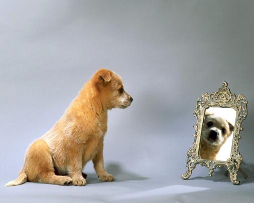 Animals Zoo Park: Cute Dogs Wallpapers for Desktop, Cute Puppy Backgrounds