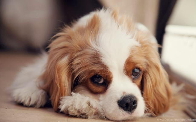 Cute Puppy Wallpapers for Desktop (58+ images)