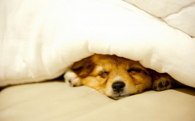 Cute Puppy Wallpapers for Desktop (58+ images)