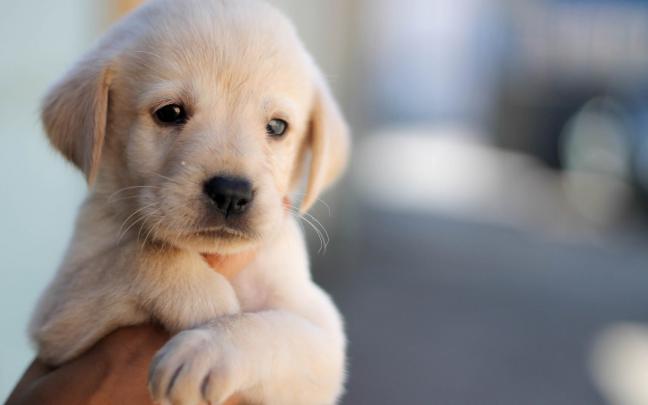 Cute puppy, dog, pet, face, hand wallpaper \u2022 Wallpaper For You HD 