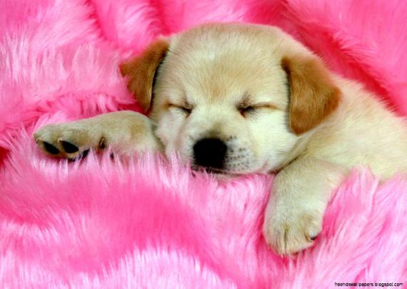 Puppy Desktop Wallpaper | Free Hd Wallpapers