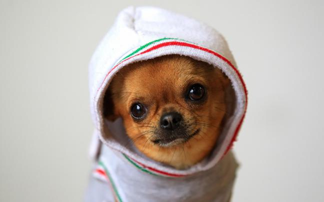 Chihuahua Puppies Wallpaper Desktop -
