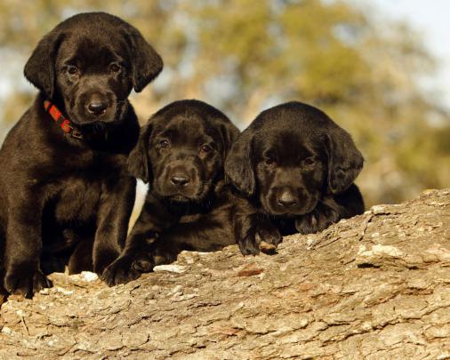 wallpaper puppies free download - HD Desktop Wallpapers