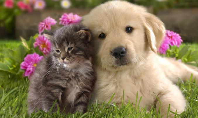 Puppies HD Wallpapers | Background Images \u2013 YL Computing