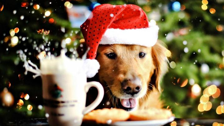 Holiday Puppies Wallpapers