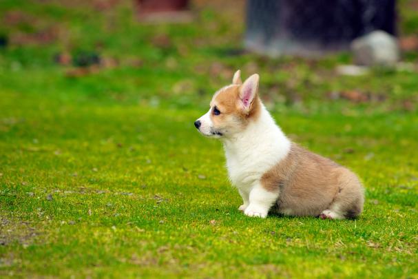 Corgi Puppy Wallpapers \u00b7\u2460 