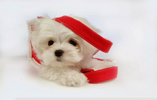 Beautiful Cute Puppies Wallpapers ~ Free HD Desktop Wallpapers Download