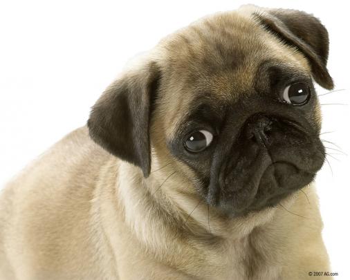 Animals Zoo Park: 8 Cute Puppies Wallpapers, Cute Puppy Wallpapers for 