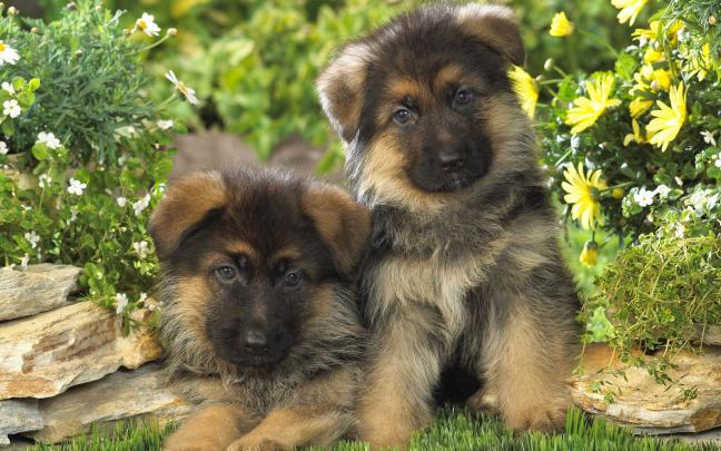 German Shepherd Puppy Wallpapers